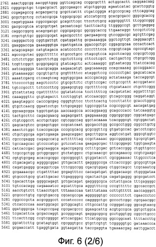 Рекомбинантная вакцина от птичьего гриппа и её применение (патент 2559527)