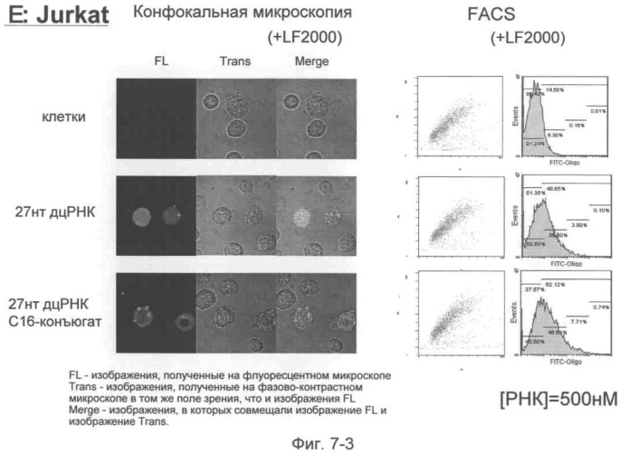 Модифицированная липидом двухцепочечная рнк, обладающая эффектом рнк-интерференции (патент 2489167)