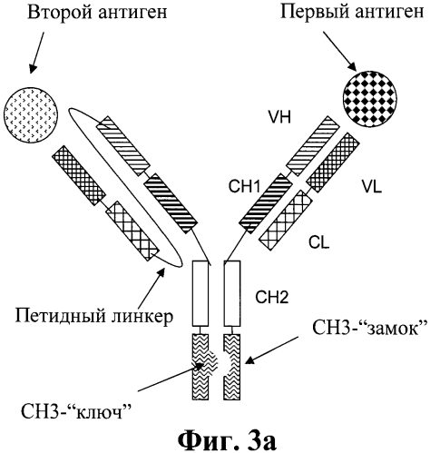 Биспецифические антитела (патент 2573588)