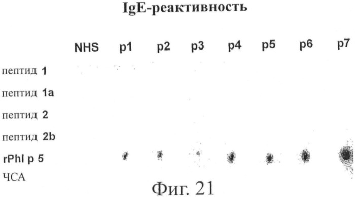 Гипоаллергенный слитый белок, молекула нуклеиновой кислоты, кодирующая его, вектор экспрессии, клетка-хозяин, вакцинная композиция и его применение (патент 2486206)