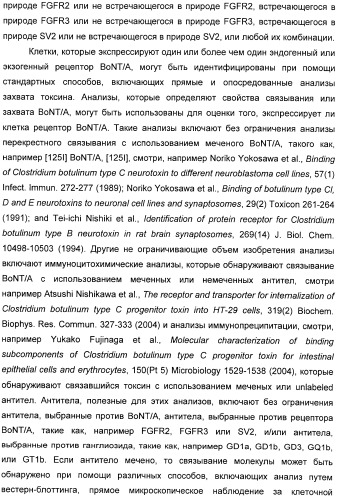 Иммунологические анализы активности ботулинического токсина серотипа а (патент 2491293)
