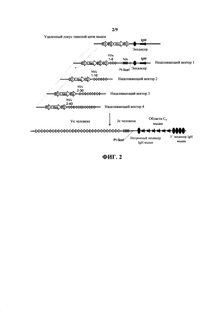 Гуманизированные грызуны, которые экспрессируют тяжелые цепи, содержащие домены vl (патент 2664185)