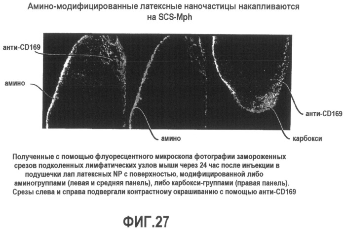 Включение адъюванта в иммунонанотерапевтические средства (патент 2496517)