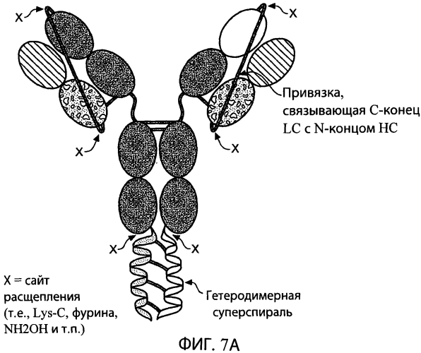 Содержащие суперспираль и/или привязку белковые комплексы и их применение (патент 2573915)