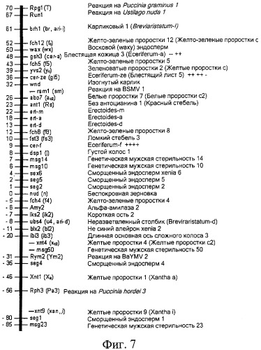 Ячмень с пониженной активностью синтазы крахмала ii (ssii) и крахмалсодержащие продукты с пониженным содержанием амилопектина (патент 2268584)