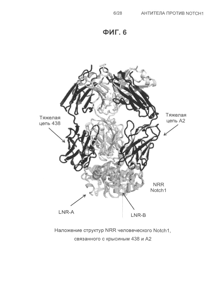 Антитела против notch1 (патент 2622083)