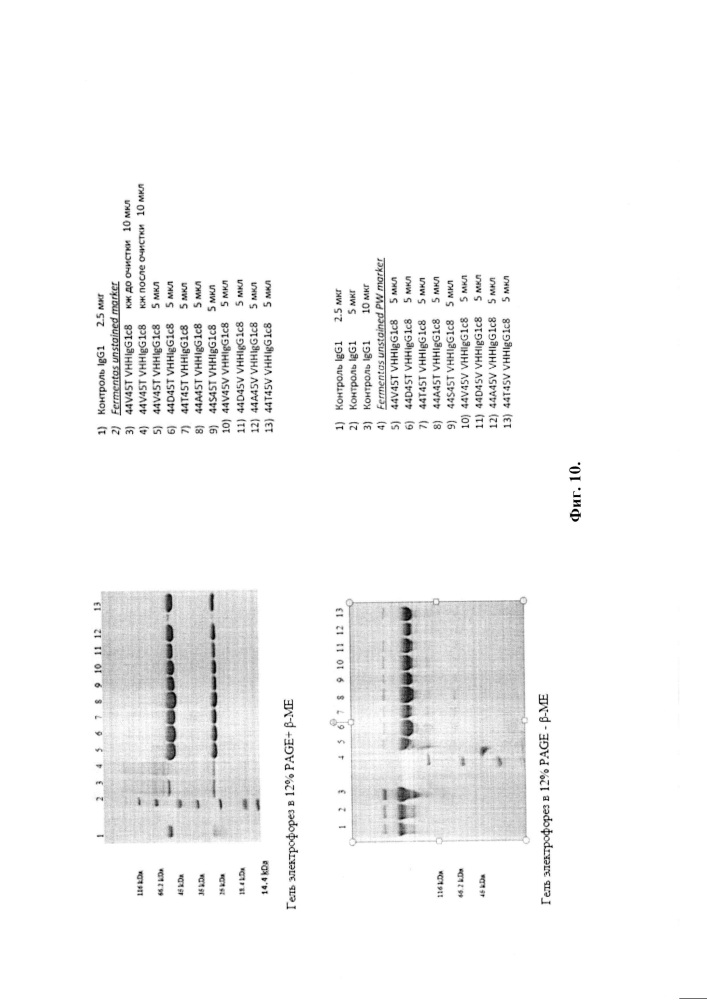 Высокоаффинные и агрегационно стабильные антитела на основе вариабельных доменов vl и производного vhh (патент 2609627)