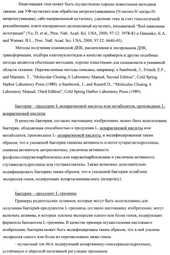 Бактерия семейства enterobacteriaceae - продуцент l-аспарагиновой кислоты или метаболитов, производных l-аспарагиновой кислоты, и способ получения l-аспарагиновой кислоты или метаблитов, производных l-аспарагиновой кислоты (патент 2472853)