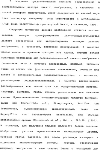 Ее3-семейство белков и соответствующие днк-последовательности (патент 2333918)