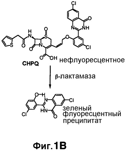 Применение бактериальной бета-лактамазы для диагностики in vitro и визуализации, диагностики и лечения in vivo (патент 2520661)