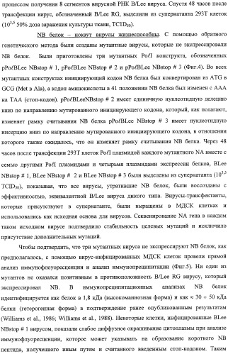 Выделенный рекомбинантный вирус гриппа и способы его получения (патент 2351651)