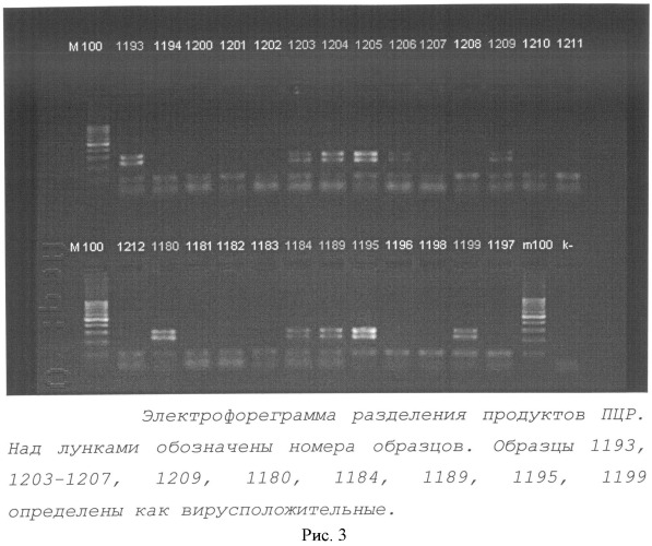 Способ выявления вируса лейкоза крс по нуклеотидным последовательностям консервативных областей вирусного генома (патент 2521330)