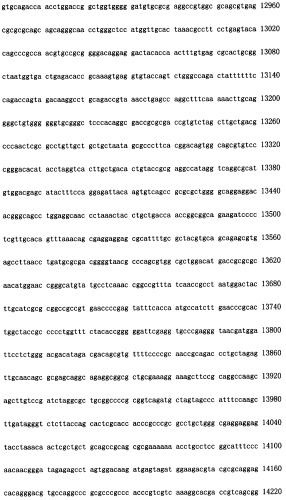 Конструирование рекомбинанта онколитического аденовируса, специфически экспрессирующего иммуномодуляторный фактор gm-csf в опухолевых клетках, и его применение (патент 2361611)