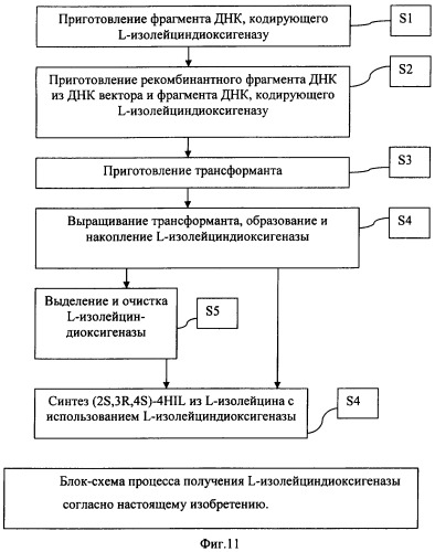 Способ продукции 4-гидрокси-l-изолейцина (патент 2402608)
