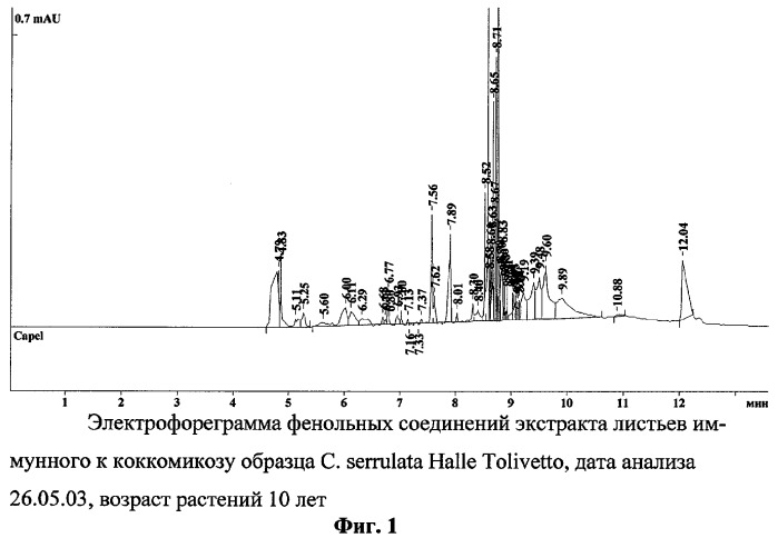 Способ определения устойчивых к коккомикозу форм вишни и черешни (патент 2316951)