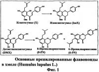 Получение экстрактов хмеля, обладающих эстрогенной и антипролиферативной биоактивностью Получение экстрактов хмеля, обладающих эстрогенной и антипролиферативной биоактивностью