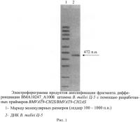 Олигонуклеотидные праймеры для генотипирования b. mallei методом полимеразной цепной реакции Олигонуклеотидные праймеры для генотипирования b. mallei методом полимеразной цепной реакции
