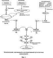 Иммуногенная композиция и способ разработки вакцины, основанной на слитом белке Иммуногенная композиция и способ разработки вакцины, основанной на слитом белке