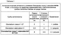 Штамм микроорганизма clonostachys rosea f. catenulata в качестве биофунгицида, стимулятора роста растений и продуцента метаболитов для сельскохозяйственного применения Штамм микроорганизма clonostachys rosea f. catenulata в качестве биофунгицида, стимулятора роста растений и продуцента метаболитов для сельскохозяйственного применения