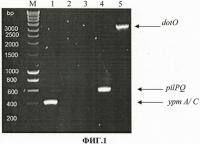 Тест-штамм yersinia pseudotuberculosis для дифференциации бактерий yersinia pseudotuberculosis генетической группы i Тест-штамм yersinia pseudotuberculosis для дифференциации бактерий yersinia pseudotuberculosis генетической группы i