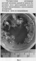 Способ криосохранения in vitro меристем, изолированных из растений земляники садовой (fragaria l.) Способ криосохранения in vitro меристем, изолированных из растений земляники садовой (fragaria l.)