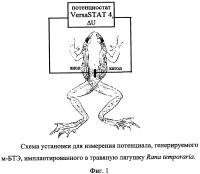 Способ получения электрической энергии с помощью микробного биотопливного элемента, имплантированного в организм живой травяной лягушки rana temporaria Способ получения электрической энергии с помощью микробного биотопливного элемента, имплантированного в организм живой травяной лягушки rana temporaria