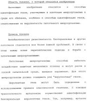 Vgc2 днк salmonella typhimurium, мутантная бактерия, обладающая пониженной способностью к адаптации к условиям окружающей среды, и способ ее получения Vgc2 днк salmonella typhimurium, мутантная бактерия, обладающая пониженной способностью к адаптации к условиям окружающей среды, и способ ее получения