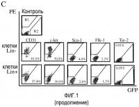 Выделенные популяции миелоподобных клеток и способы лечения с использованием таких популяций Выделенные популяции миелоподобных клеток и способы лечения с использованием таких популяций