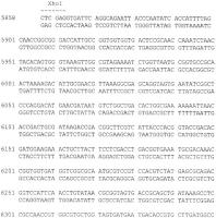 Плазмида pnan5, определяющая синтез l-аспарагиназы еса2, штамм bacillus cereus 1576-pnan5 - промышленный штамм-продуцент рекомбинантной l-аспарагиназы еса2 и способ ее получения Плазмида pnan5, определяющая синтез l-аспарагиназы еса2, штамм bacillus cereus 1576-pnan5 - промышленный штамм-продуцент рекомбинантной l-аспарагиназы еса2 и способ ее получения