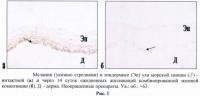 Комбинированная мазевая композиция для уменьшения интенсивности локальной гиперпигментации кожи Комбинированная мазевая композиция для уменьшения интенсивности локальной гиперпигментации кожи