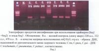Олигонуклеотиды и способ определения днк бактерий, относящихся к семейству chlamydiaceae Олигонуклеотиды и способ определения днк бактерий, относящихся к семейству chlamydiaceae