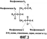 Ферментативное обессмоливание с использованием смеси фосфолипаз pla и plc Ферментативное обессмоливание с использованием смеси фосфолипаз pla и plc