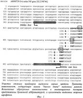 Способ генодиагностики устойчивости овец к скрепи Способ генодиагностики устойчивости овец к скрепи