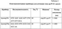 Мутантный штамм burkholderia cepacia km196, дефектный по продукции порина opcp1, для исследования молекулярных механизмов множественной резистентности к антибиотикам у патогенных буркхольдерий Мутантный штамм burkholderia cepacia km196, дефектный по продукции порина opcp1, для исследования молекулярных механизмов множественной резистентности к антибиотикам у патогенных буркхольдерий
