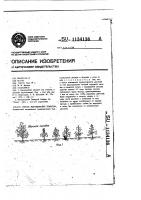 Способ выращивания томатов Способ выращивания томатов