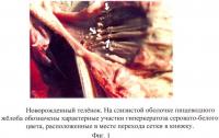 Способ патолого-морфологической диагностики острого гиповитаминоза "а" у жвачных Способ патолого-морфологической диагностики острого гиповитаминоза "а" у жвачных