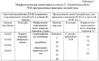 Способ определения морфологической изменчивости и устойчивости клеток коринебактерий Способ определения морфологической изменчивости и устойчивости клеток коринебактерий
