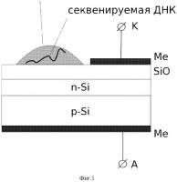 Способ секвенирования днк и устройство для его осуществления (варианты) Способ секвенирования днк и устройство для его осуществления (варианты)