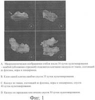 Клеточные клоны камбия, способ их выделения и консервации Клеточные клоны камбия, способ их выделения и консервации