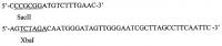 Рекомбинантная плазмидная днк ppbs-st9, кодирующая полипептид соматотропина, и штамм дрожжей saccharomyces cerevisiae для продукции рекомбинантного соматотропина Рекомбинантная плазмидная днк ppbs-st9, кодирующая полипептид соматотропина, и штамм дрожжей saccharomyces cerevisiae для продукции рекомбинантного соматотропина