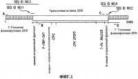 Генетическая модификация mon89788 сои и способы ее определения Генетическая модификация mon89788 сои и способы ее определения