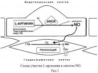 Композиция, обладающая эндотелиопротекторным, вазодилатирующим и ангиопротекторным эффектом Композиция, обладающая эндотелиопротекторным, вазодилатирующим и ангиопротекторным эффектом
