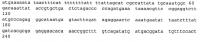 Мутантный термолабильный энтеротоксин e.coli Мутантный термолабильный энтеротоксин e.coli