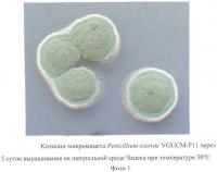 Штамм penicillium sizovae - деструктор лигнина древесины Штамм penicillium sizovae - деструктор лигнина древесины