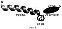 Способ получения пептидов, специфично распознающих определенные типы клеток и предназначенных для терапевтических целей Способ получения пептидов, специфично распознающих определенные типы клеток и предназначенных для терапевтических целей