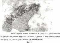 Способ диагностики хламидийной инфекции у хряков-производителей Способ диагностики хламидийной инфекции у хряков-производителей
