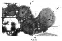 Способ моделирования синтициальных связей между клетками in vitro Способ моделирования синтициальных связей между клетками in vitro