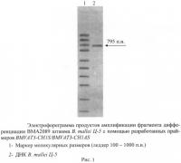 Олигонуклеотидные праймеры для генотипирования b. mallei методом полимеразной цепной реакции Олигонуклеотидные праймеры для генотипирования b. mallei методом полимеразной цепной реакции