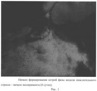 Способ хирургического моделирования окислительного стресса у лабораторных животных Способ хирургического моделирования окислительного стресса у лабораторных животных