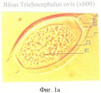 Способ прижизненной дифференциальной диагностики трихоцефал тrichocephalus ovis, trichocephalus skrjabini и trichocephalus capreoli жвачных животных Способ прижизненной дифференциальной диагностики трихоцефал тrichocephalus ovis, trichocephalus skrjabini и trichocephalus capreoli жвачных животных